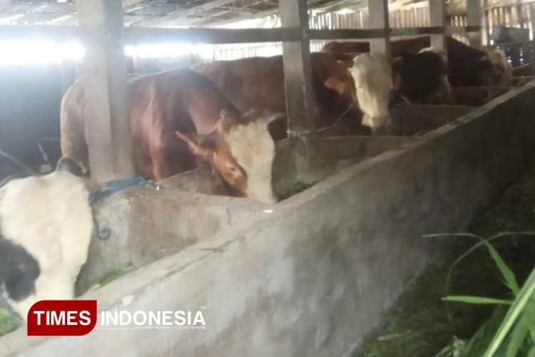 Dintanpan Rembang Imbau Peternak Waspada Potensi Rebound PMK di Cuaca Ekstrem