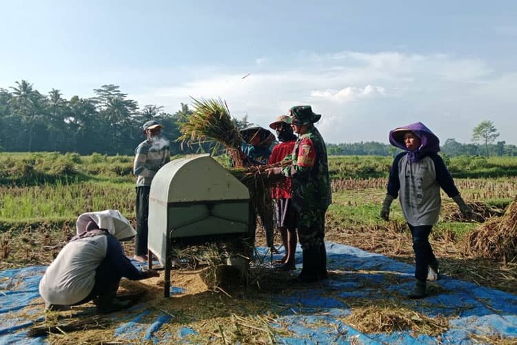 Babinsa di Blitar Semangat Serap Gabah Bersama Petani Kebonduren