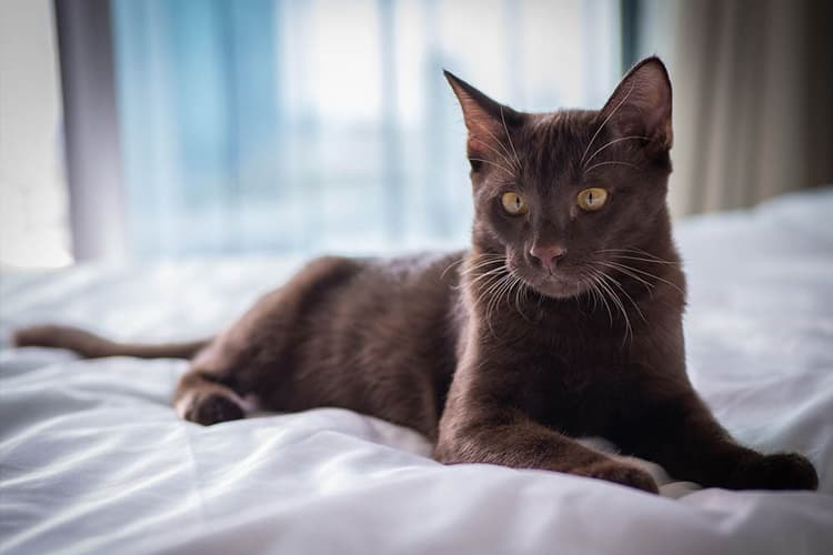 Thailand Tetapkan Kucing sebagai Simbol Identitas Nasional
