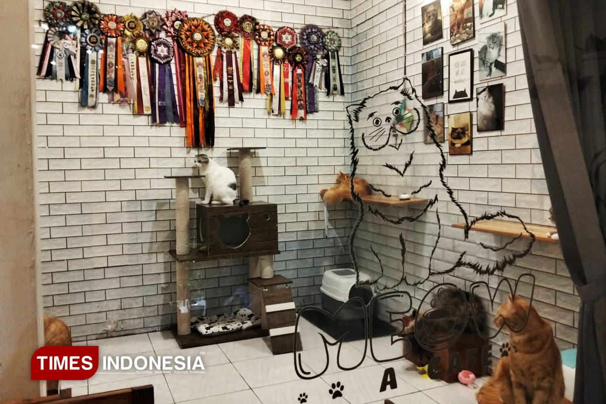 Meow Cat Cafe, Ruang Nongkrong Pecinta Kucing di Kota Malang