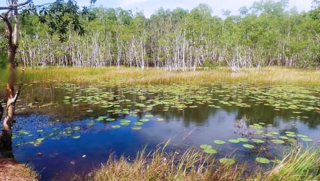 Jaga Fungsi Lahan Basah, Berikut Situs Ramsar di Indonesia