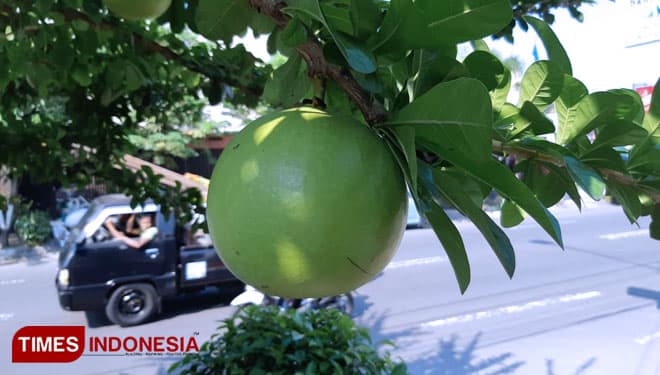 Buah Maja Semakin Langka, Dahulu untuk Takaran Beras