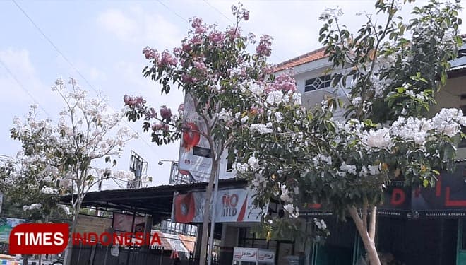 Wow...... Bunga Indah Bermekaran di Kota Madiun