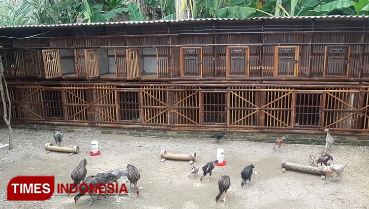 Potensi Bisnis Ayam Birma Cukup Menggiurkan