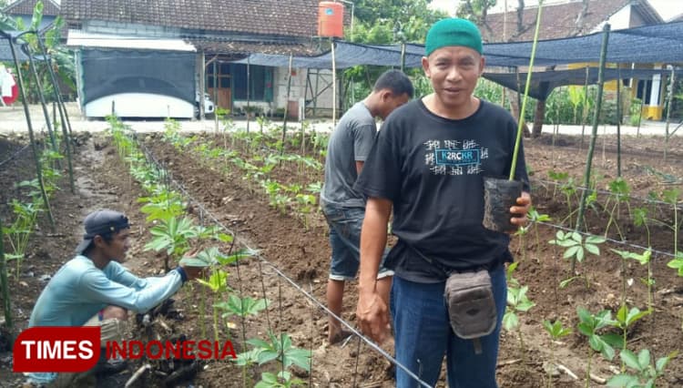 Hasil Menjanjikan, Usaha Budidaya Tanaman Porang di Ngawi Mulai Dilirik