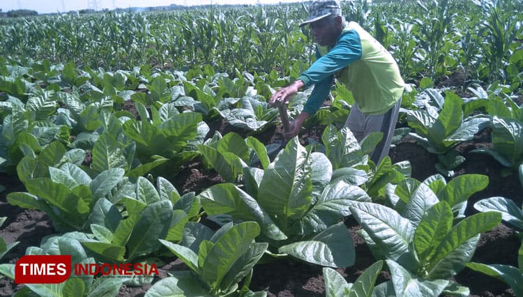 Tembakau asal Desa Tlogorejo, Kabupaten Demak Ternyata Berkualitas Tinggi