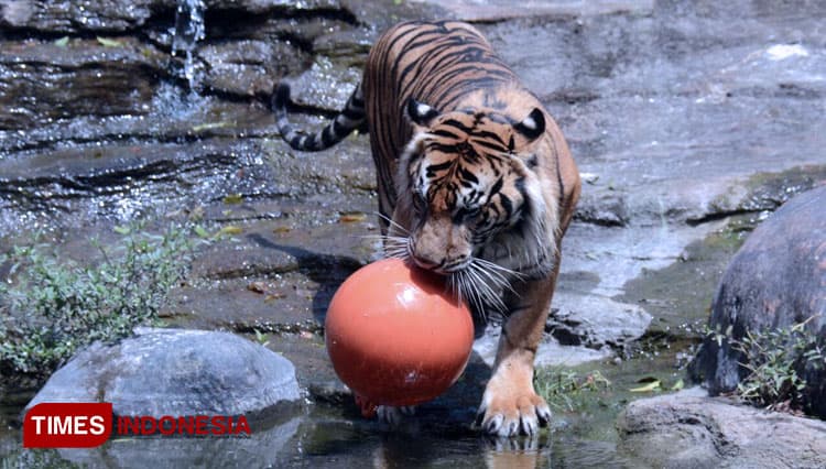 Tiger Day, Jawa Timur Park 2 Luncurkan Lorong Harimau