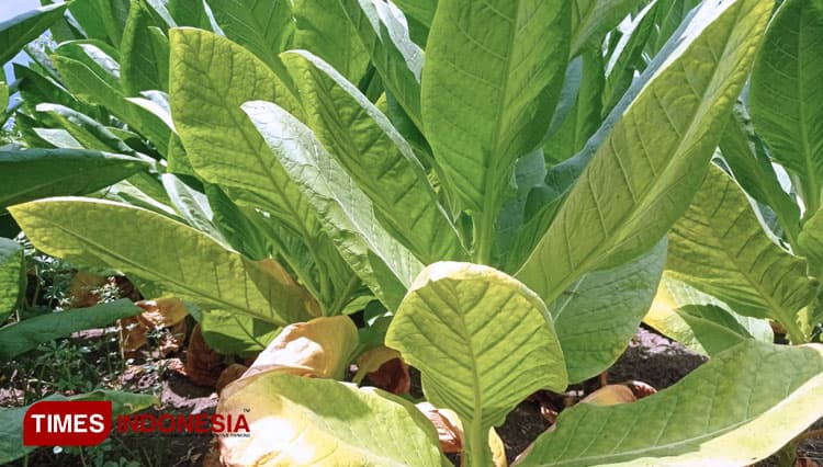 Pandemi Covid-19, Harga Daun Tembakau Codong Senori Tuban Terjun Bebas