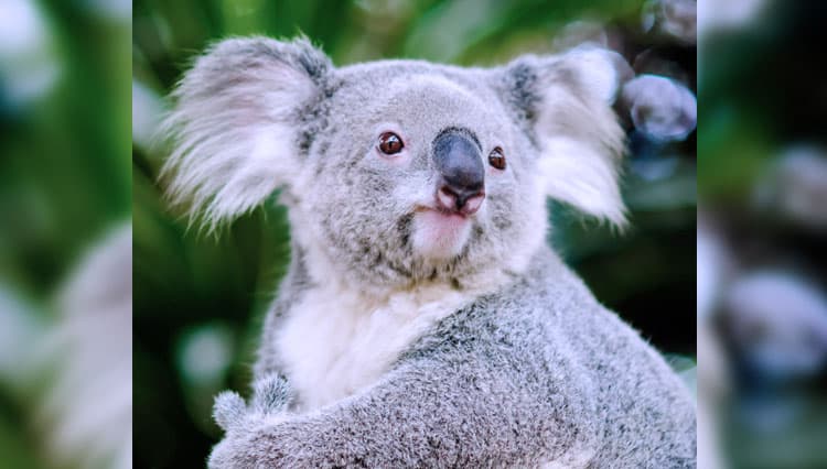 Australia Pertimbangkan Pindahkan Sebagian Koala ke Hutan Amazon