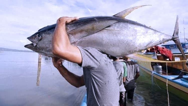 Produk Tuna Sirip Kuning dan Cakalan Indonesia Raih Sertifikasi Standar Global