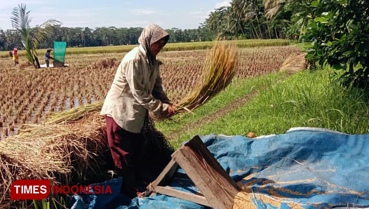 Ada Cerita Rakyat di Balik Tradisi Bagi Hasil Panen Padi di Pangandaran