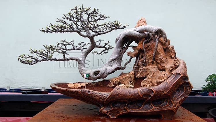 Agar Tetap Kerdil, Begini Cara Rawat Bonsai