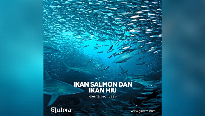 Ikan Salmon dan Ikan Hiu
