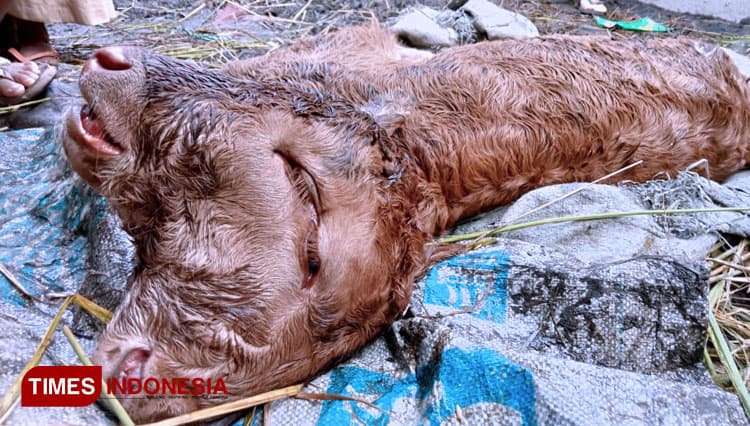 Seekor Sapi Baru Lahir Berkepala Dua Jadi Tontonan Warga