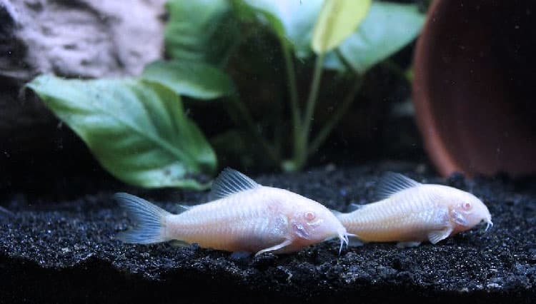 Enam Keluarga Ikan Lele ini Bisa Jadi Pilihan Isi Akuarium Kamu