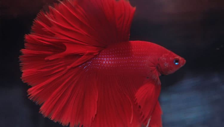 Probolinggo Betta Comunity Populerkan Ikan Cupang di Masa Pandemi 