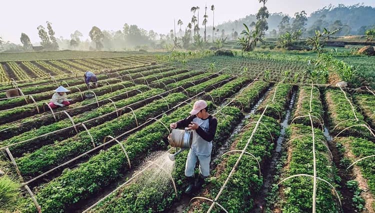 Petani Penggarap Lahan Perkebunan Sinumbra Keluhkan Tarif Sewa