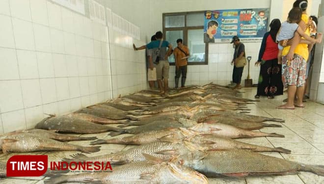 Musim Ikan Laut di Pangandaran, Nelayan Bisa Dapat 244 Juta Satu Hari