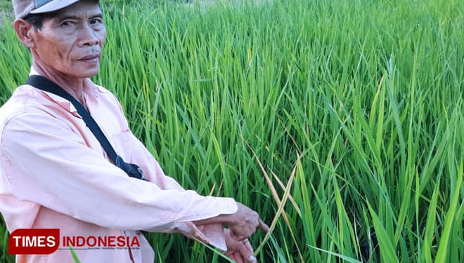 Diserang Penyakit Xanthomonas Oryzae, Petani di Banyuwangi Terancam Gagal Panen