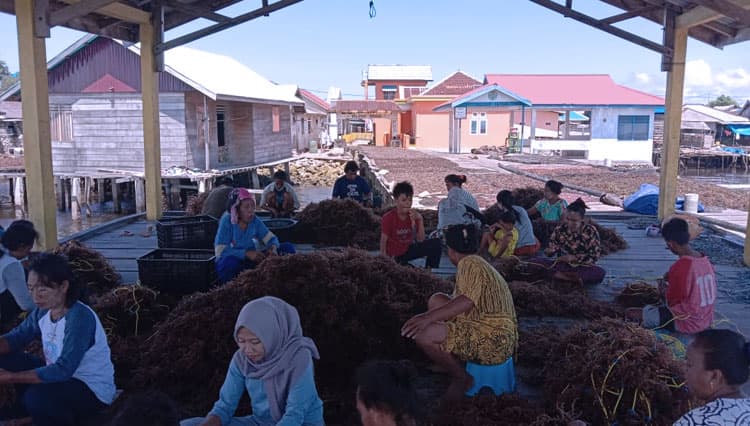 Produksi Rumput Laut di Pulau Taliabu Naik, Nelayan Hasilkan 700.000 Ton Setiap Tahun
