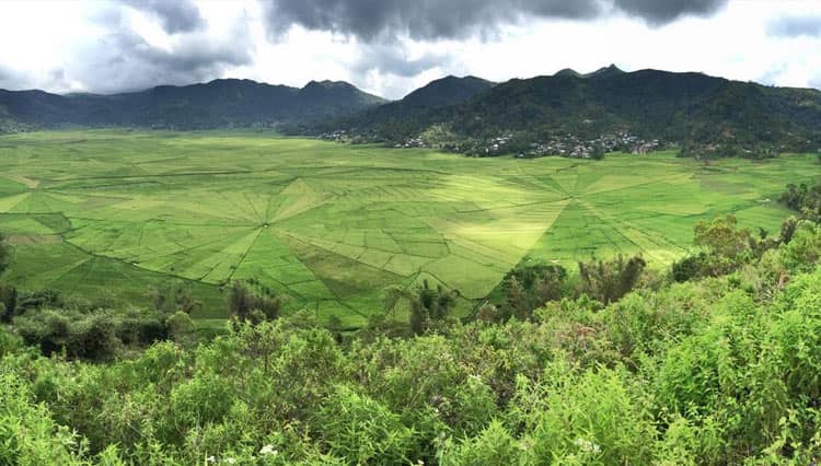 Spider Web Rice Field, Is This the Home for Those Giant Spiders?