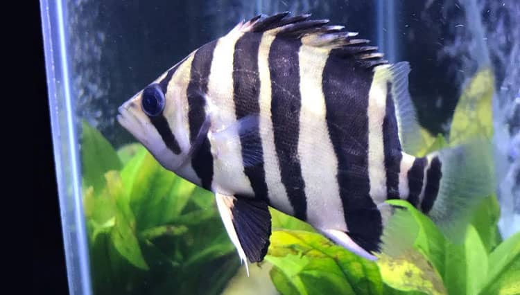Ikan Datz, Ikan Bercorak Harimau dari Perairan Indonesia