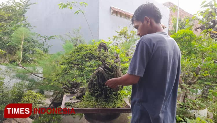 Penggemar Bonsai di Bondowoso Kian Meningkat, Berpotensi ke Arah Bisnis