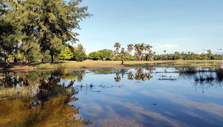 Uniknya Danau Laipori dengan Hamparan Hutan Cemaranya