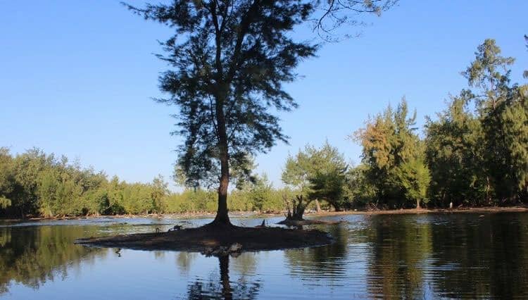 Uniknya Danau Laipori dengan Hamparan Hutan Cemaranya