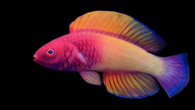 Rose Veiled Fairy Wrasse The New Face of Maldives
