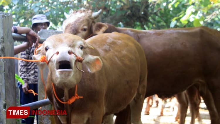 Jelang Ramadhan, Peternak Sapi dan Kambing di Pacitan Keluhkan Sepi Pembeli