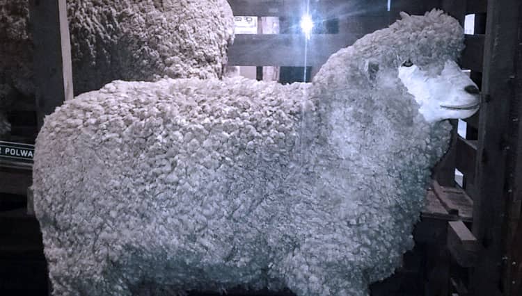 Stanbury Jacko, Satu-satunya Museum Bulu Domba di Dunia