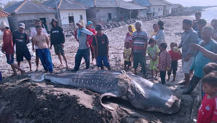 Penemuan Hiu Paus di Pantai Eretan Indramayu Gemparkan Warga