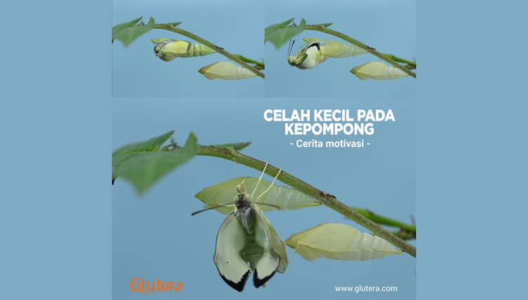 Celah Kecil pada Kepompong