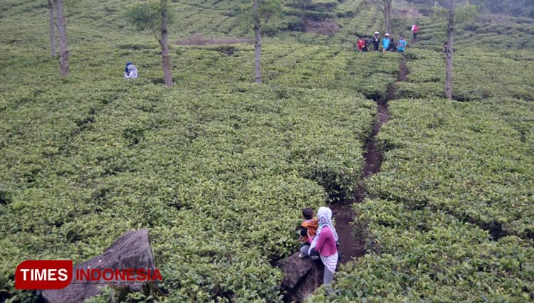 Menikmati Wisata Sadarehe Majalengka, Serasa Berada di Lembang Bandung