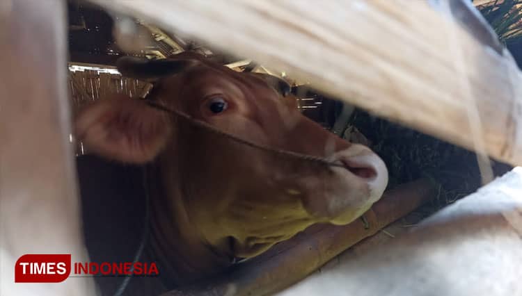 Hampir Terjadi Setiap Malam, Pencurian Sapi Resahkan Warga Desa Gadingsari Bondowoso