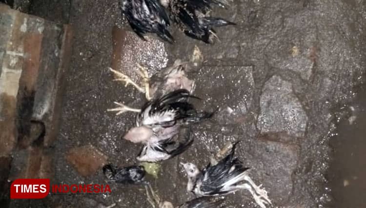 Tak Sempat Diselamatkan, Banyak Hewan Ternak Mati Akibat Banjir di Probolinggo