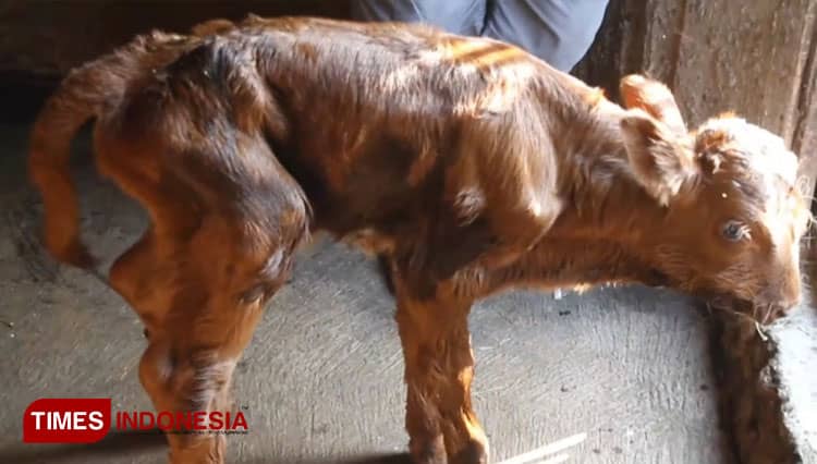 Viral !!! Sapi Bermata Tiga Bermulut Dua Lahir Di Blora