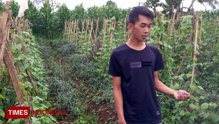 Cabe 2 Kwintal Hilang Dicuri, Milik Petani Cabe di Majalengka
