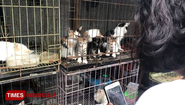 Viral, Muncul Petisi Selamatkan Kucing Tersiksa dari Pedagang Splendid Malang