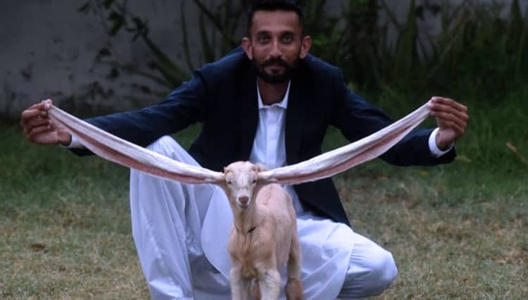 Ada Anak Kambing Dengan Telinga Terpanjang di Pakistan