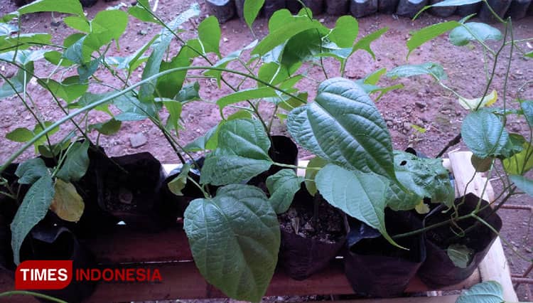 Sacha Inchi Asal Amazon, Dibudidayakan di Majalengka