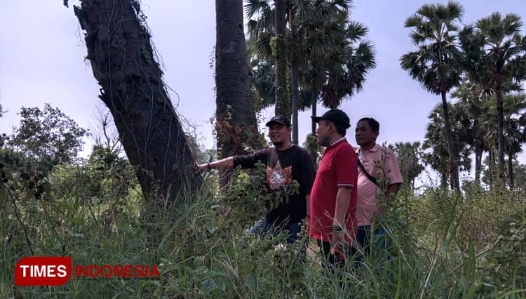 Warga Rejosari Benowo Surabaya Pertahankan Situs Sejarah Pohon Siwalan Purba