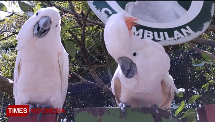 Taman Satwa Cikembulan Garut Manjakan Pengunjung dengan Koleksi Fauna Hingga Fasilitas Bermain Anak