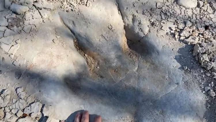 Jejak Kaki Dinosaurus Mencuat dari Dasar Sungai Texas yang Mengering