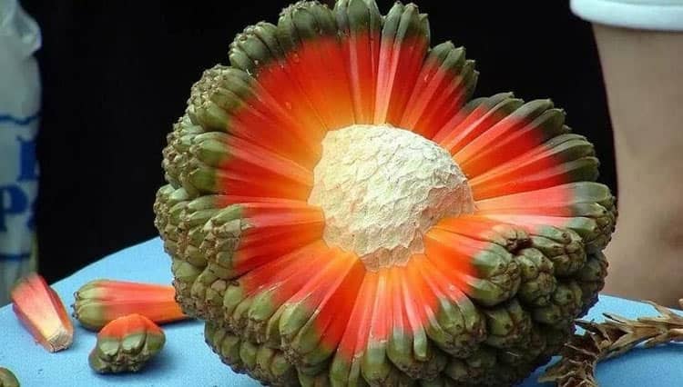 Mengenal Buah Hala, Buah Eksotis dengan Segudang Manfaat