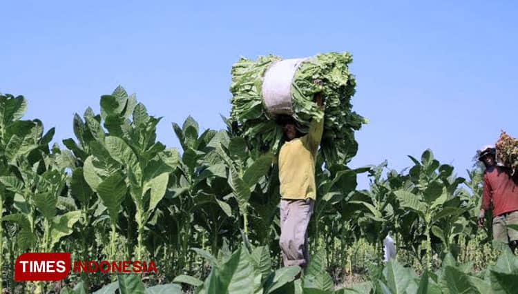 Terbaik Keempat di Jatim, Ini Realisasi Produksi Tembakau di Kabupaten Probolinggo Tahun Ini