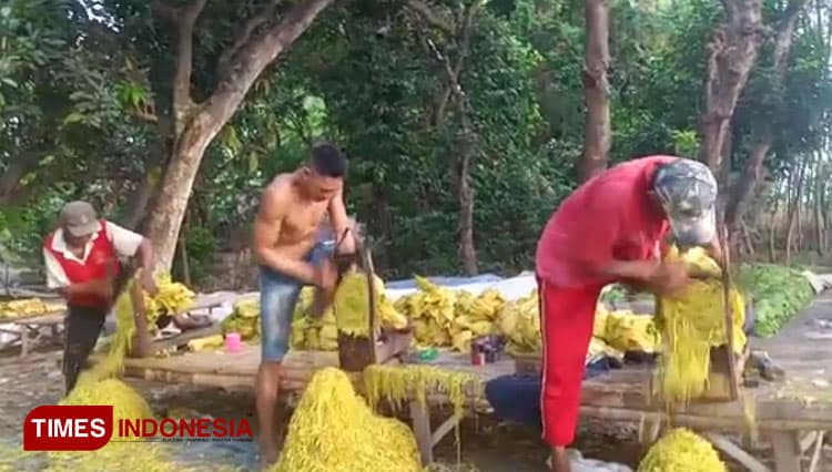 Merajang Daun Tembakau Probolinggo secara Tradisional di Tengah Kemajuan Teknologi