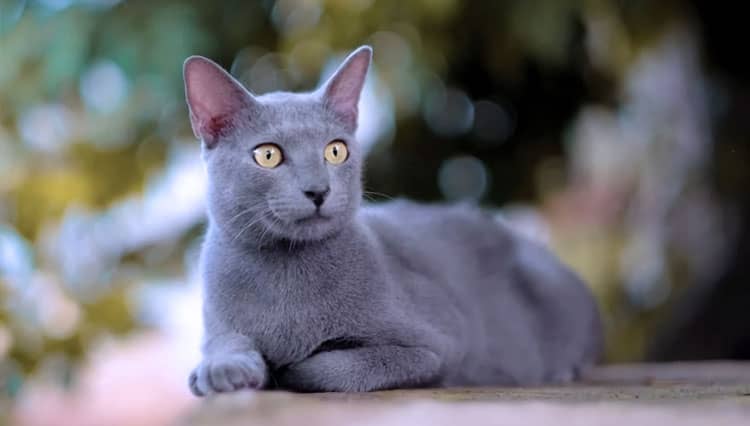 Ramai di Jagat Medsos, Yuk Kenalan dengan Kucing Busok Asal Madura