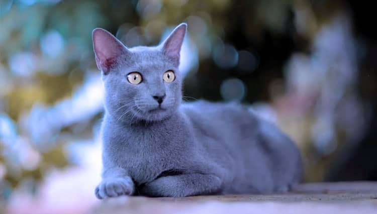 Find out More About Busok Cat, an Indigenous Cat of Madura